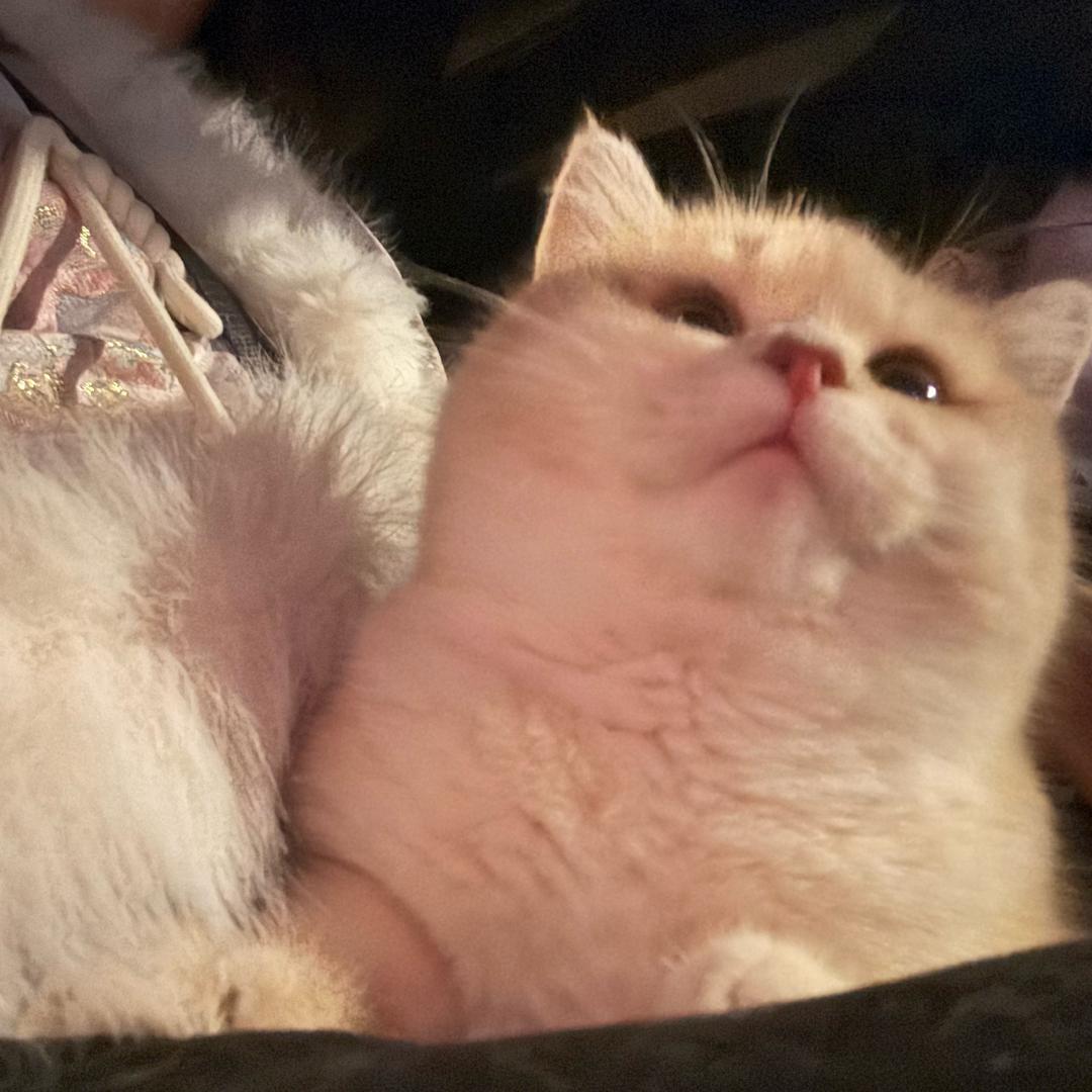 咖啡小猫咪