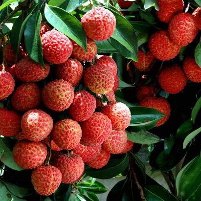 儿时的味道（妃子笑荔枝）🍒