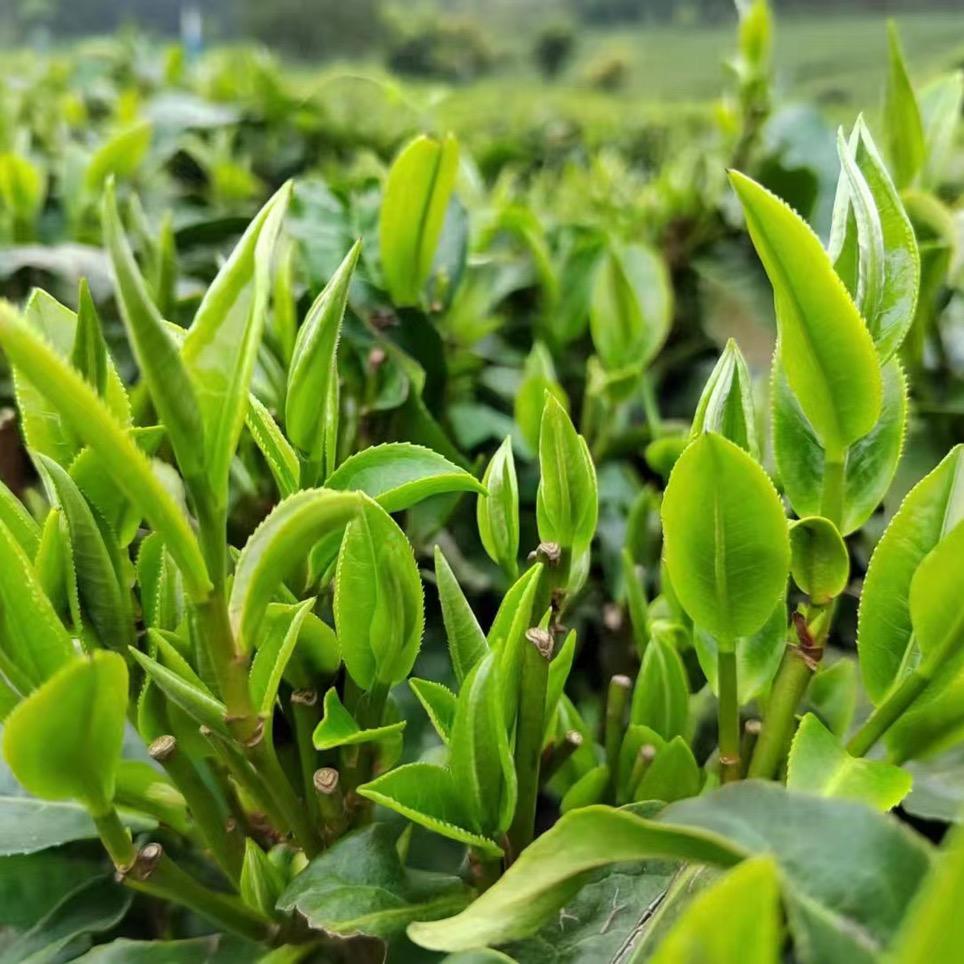英德红茶英红九号阿龙