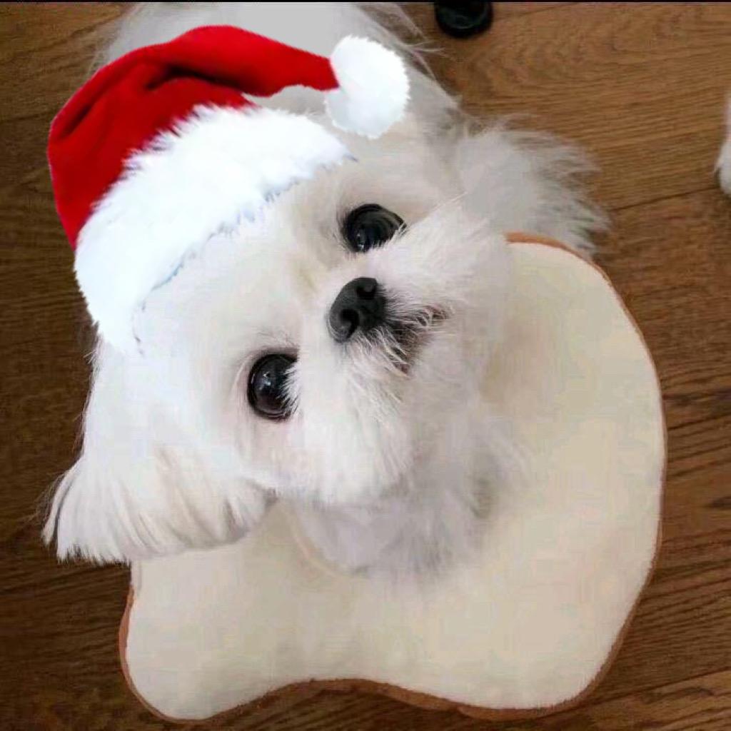 三春巷