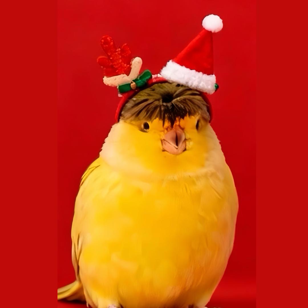 田田家小格鸟屋🎀