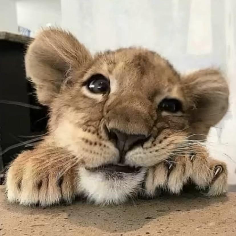 ㅤㅤ ㅤ说什么都是错.