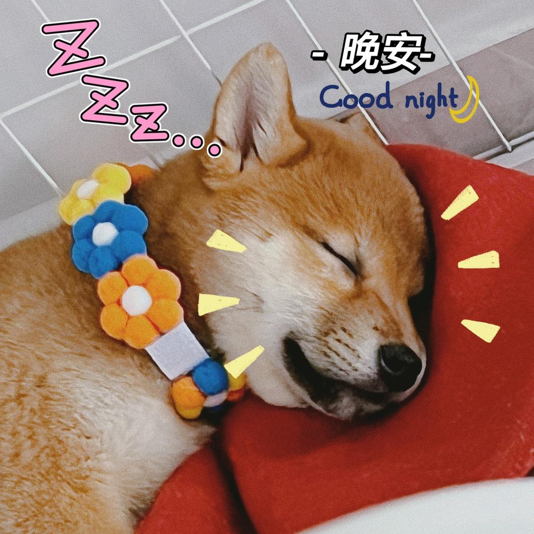 柴犬李晚安