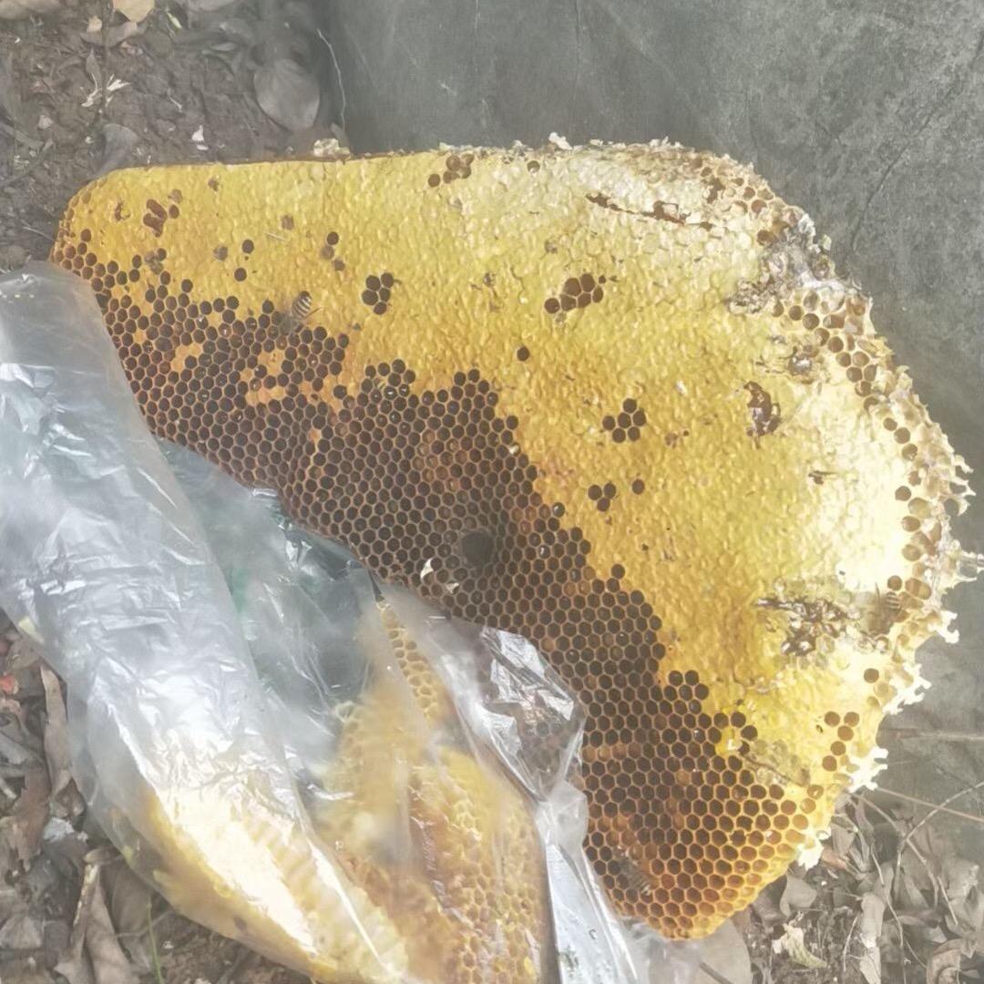 🇨🇳野生山货