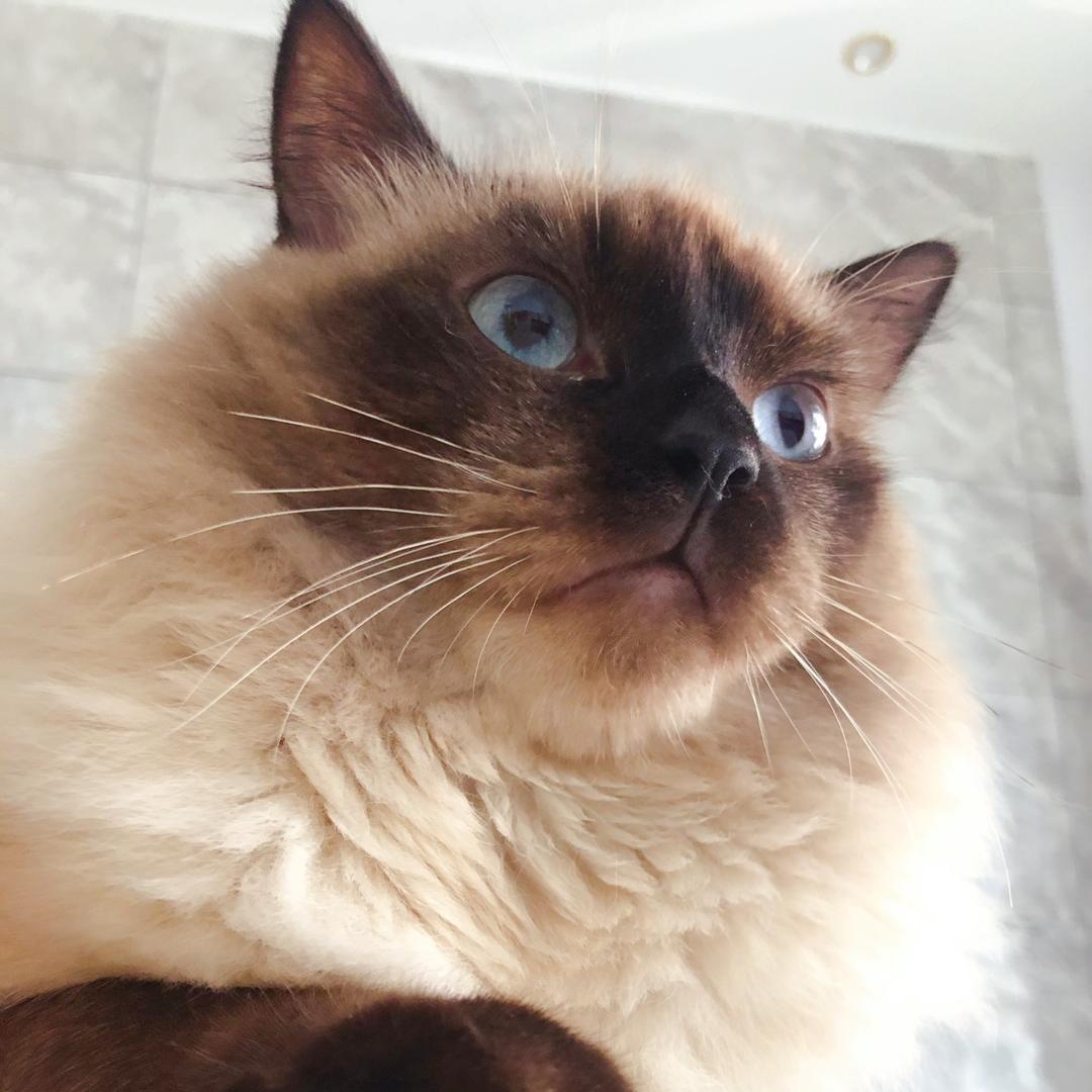 霄鹿的漓光后庭「天谴版」