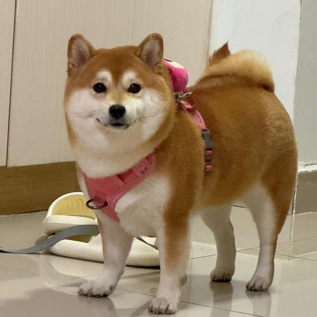 拉不拉多