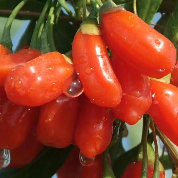 中宁县塞上红枸杞养生