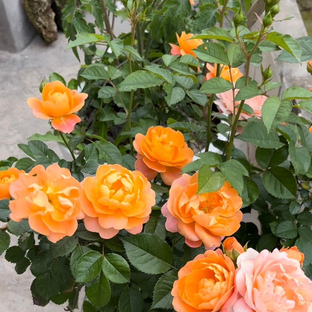 四川宋三妹@抖音