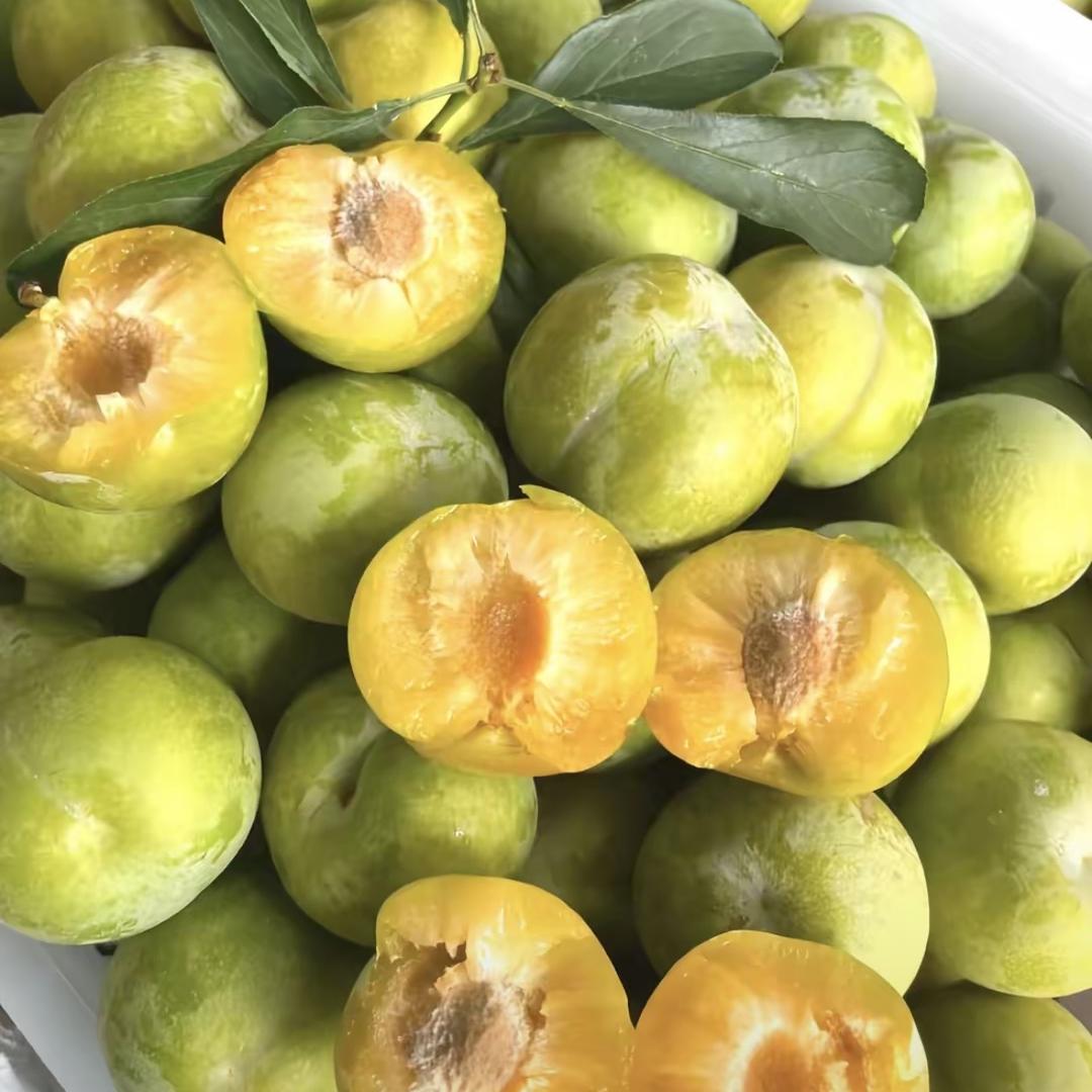 一片天果树苗木专营店