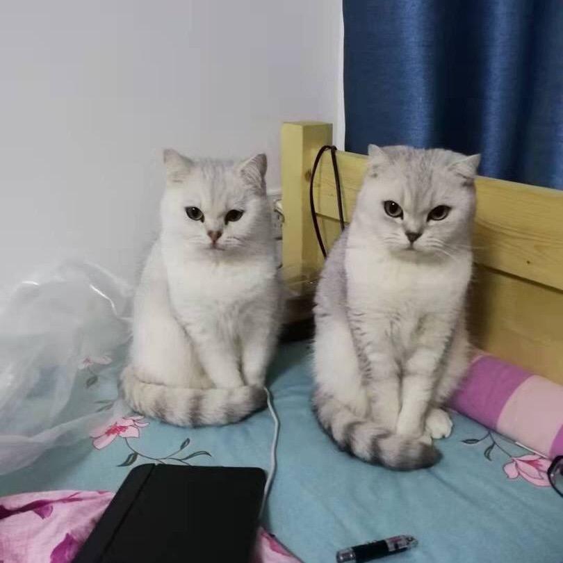 猫治愈