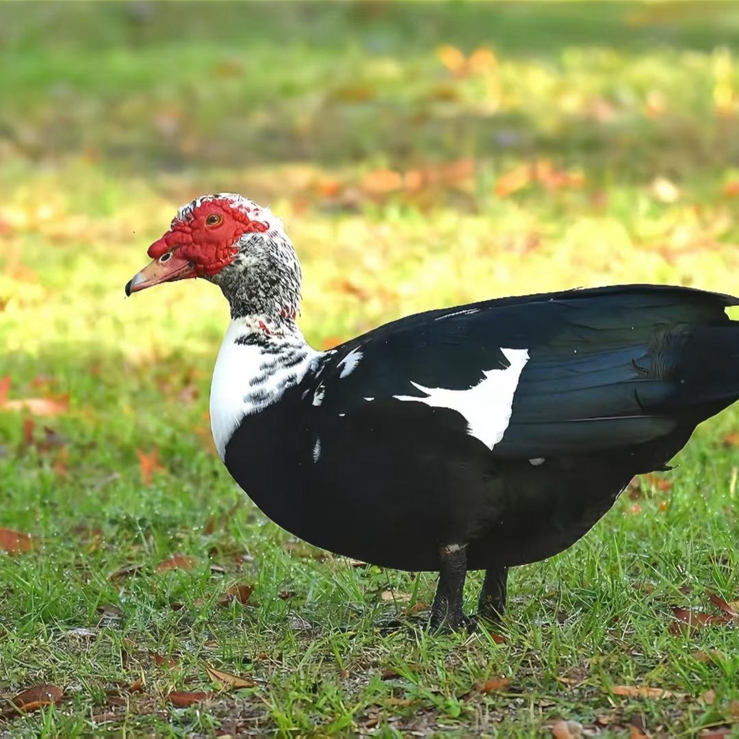 荔城好苗宠物特色生活坊