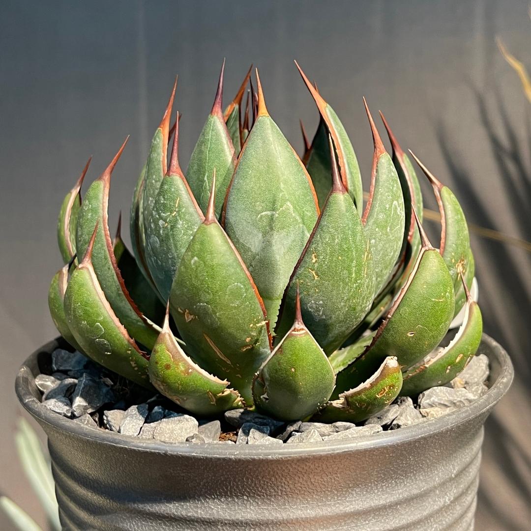 长兴多肉植物种植基地
