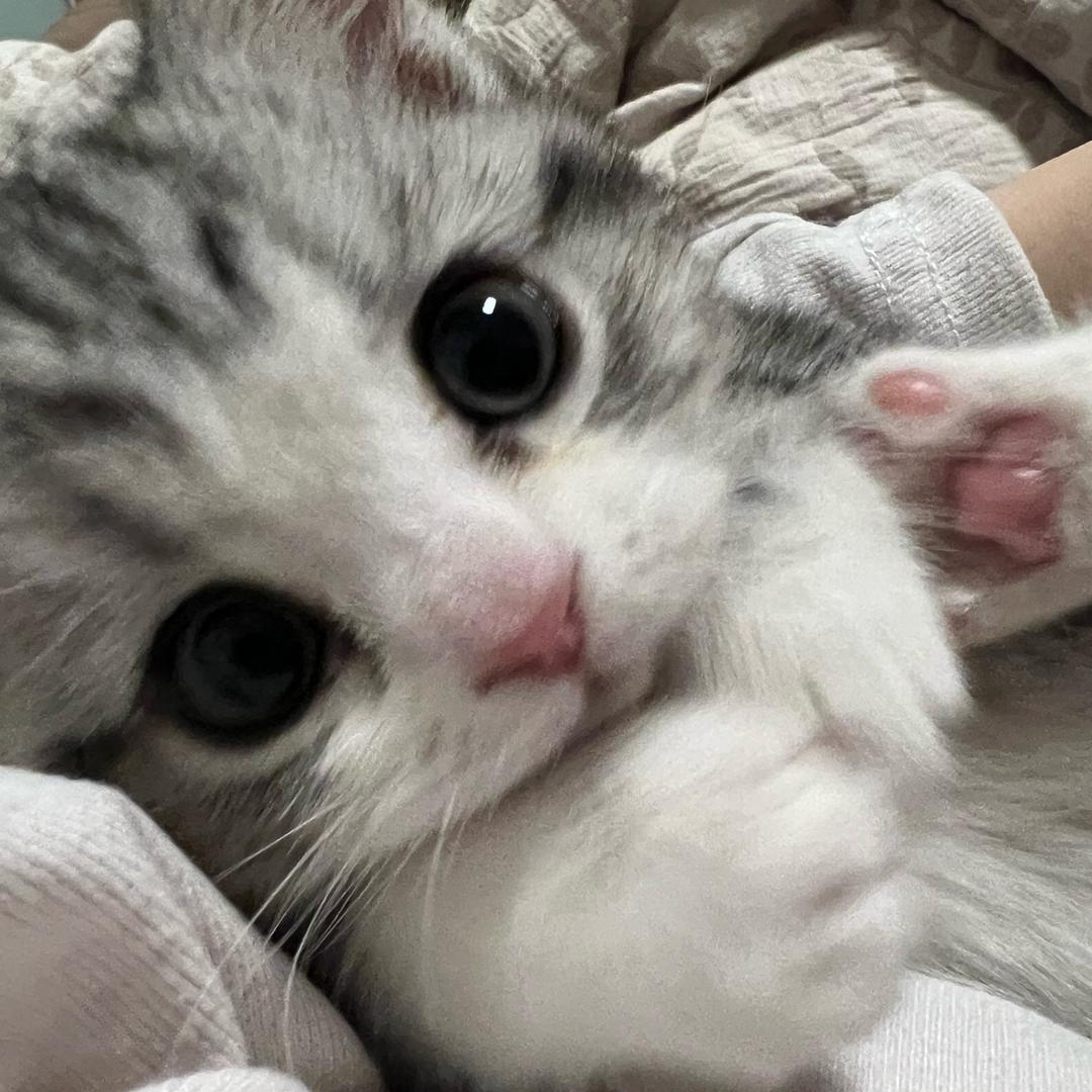 坦克一斤半🐱@抖音