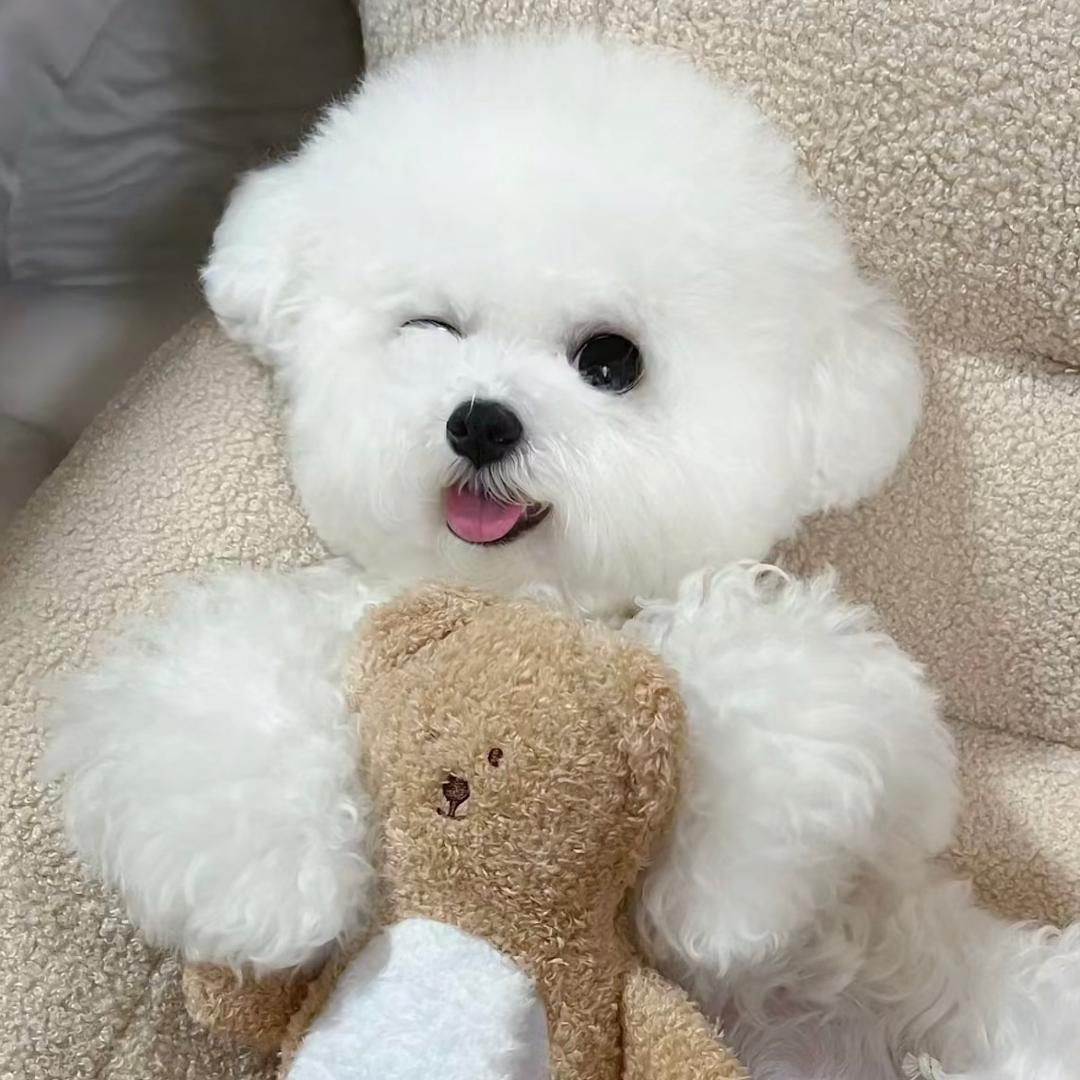木森犬舍_阿张