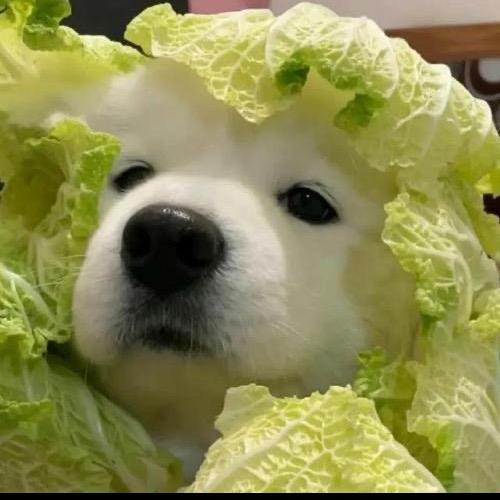 王者荣耀（菜猫）