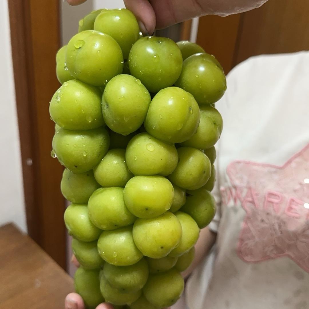 采姑娘的小蘑菇
