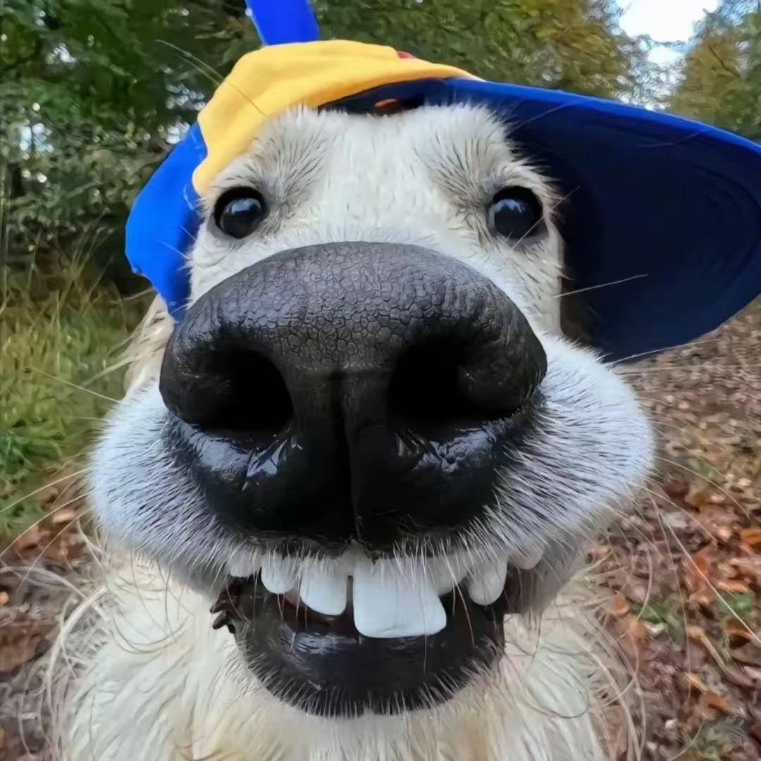 星星（恩师热爱、是薯饼、小🐟🐟🐟）