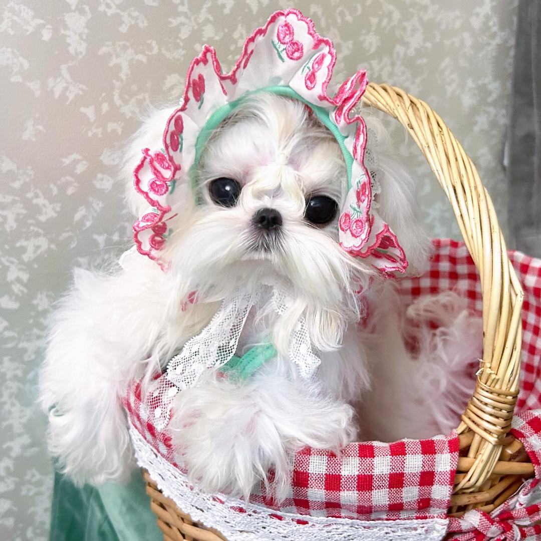 广东韶关莉莎家马尔济斯&西施犬