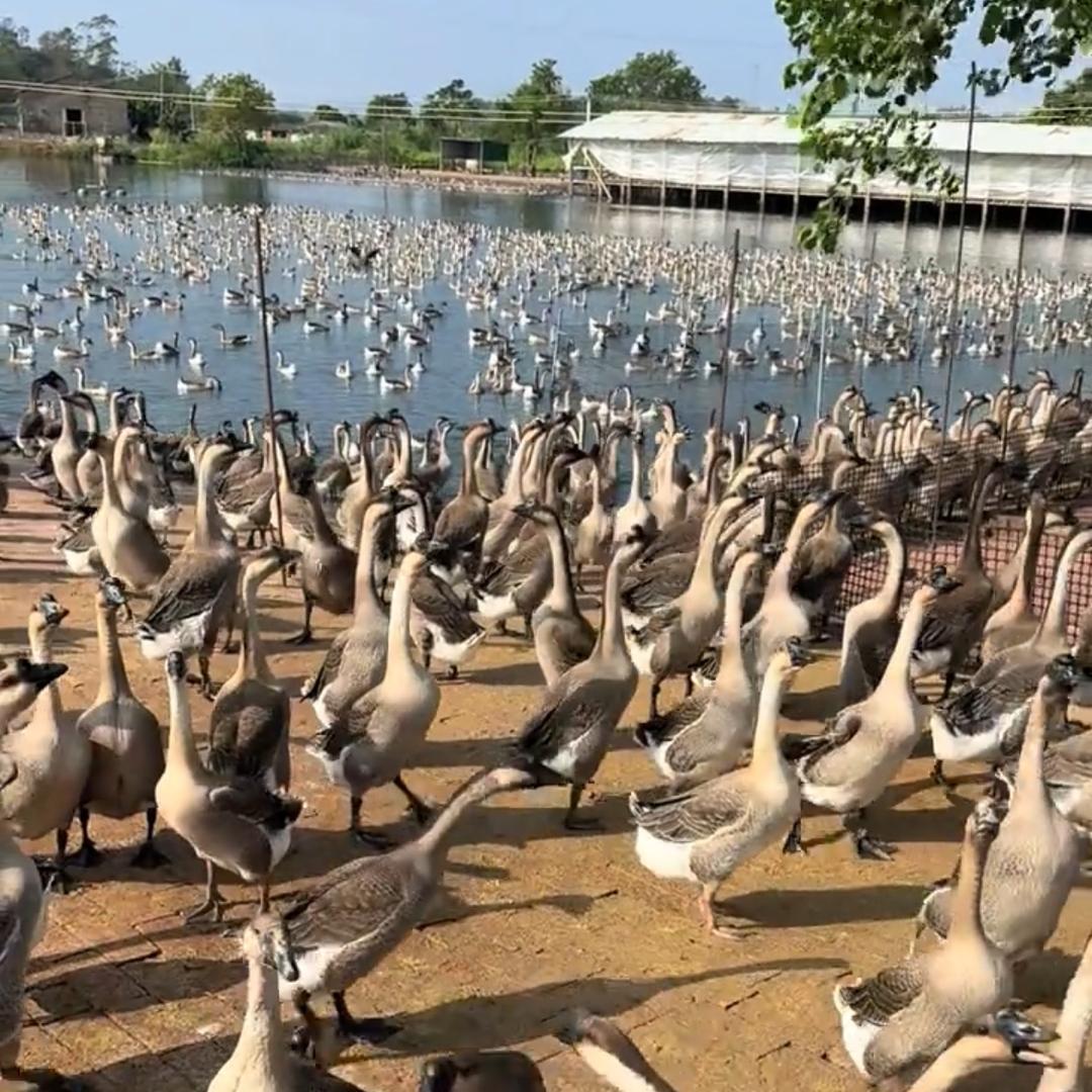 鲁西禽业养植场