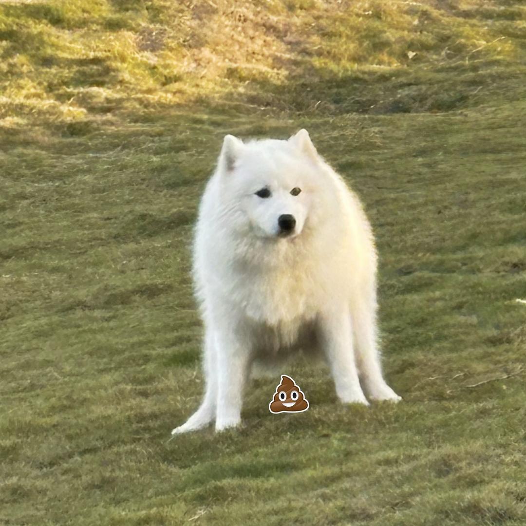 我是蛋挞我爱拉屎