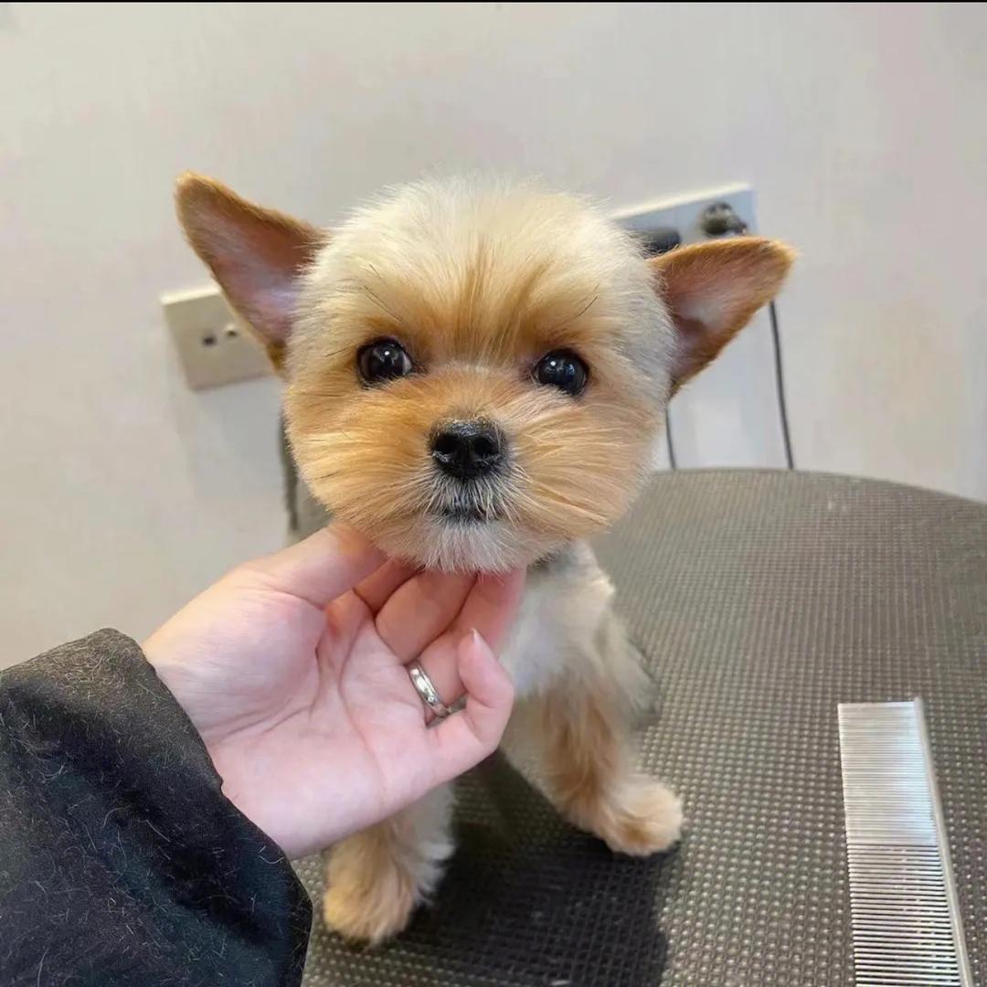 小非凡