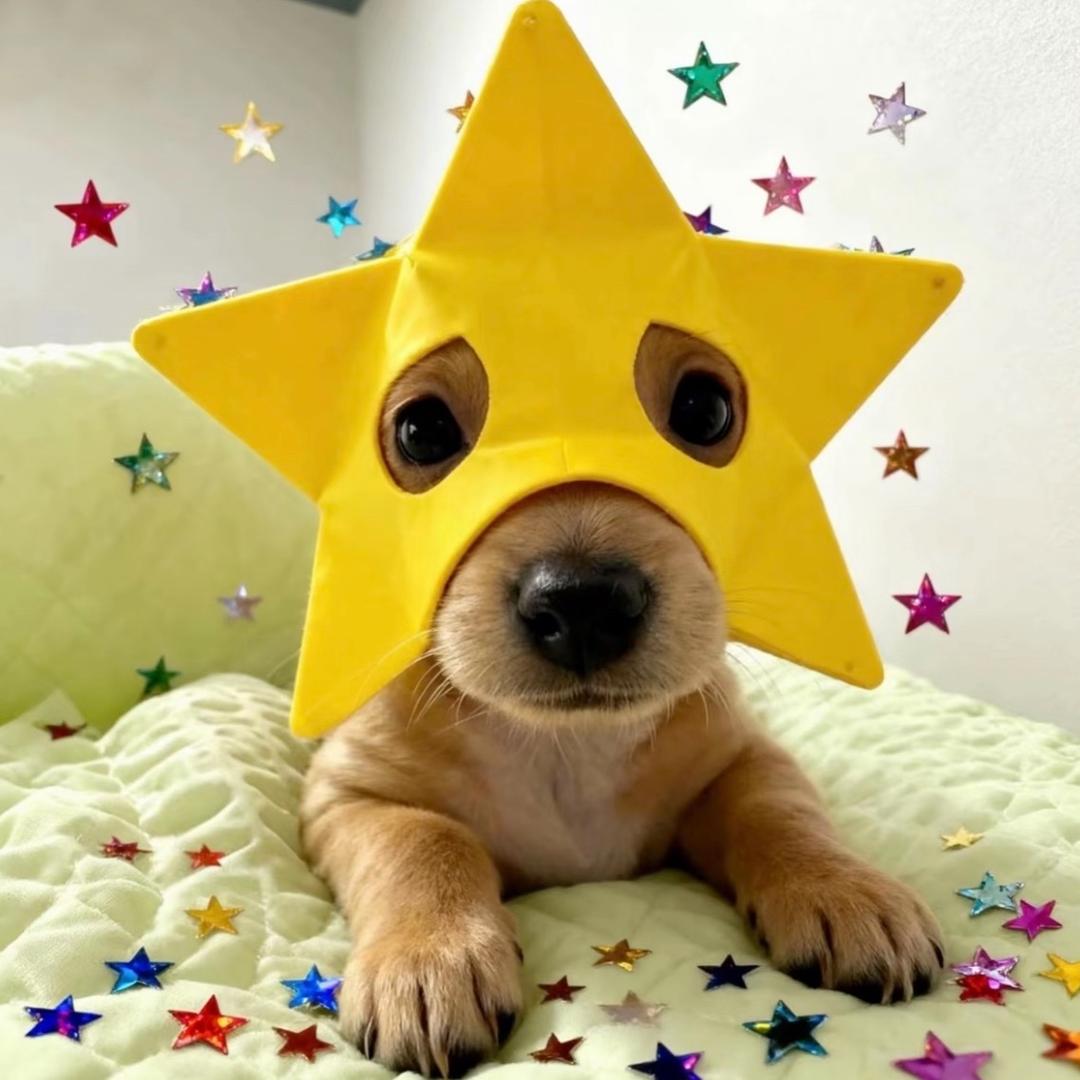 星星dog