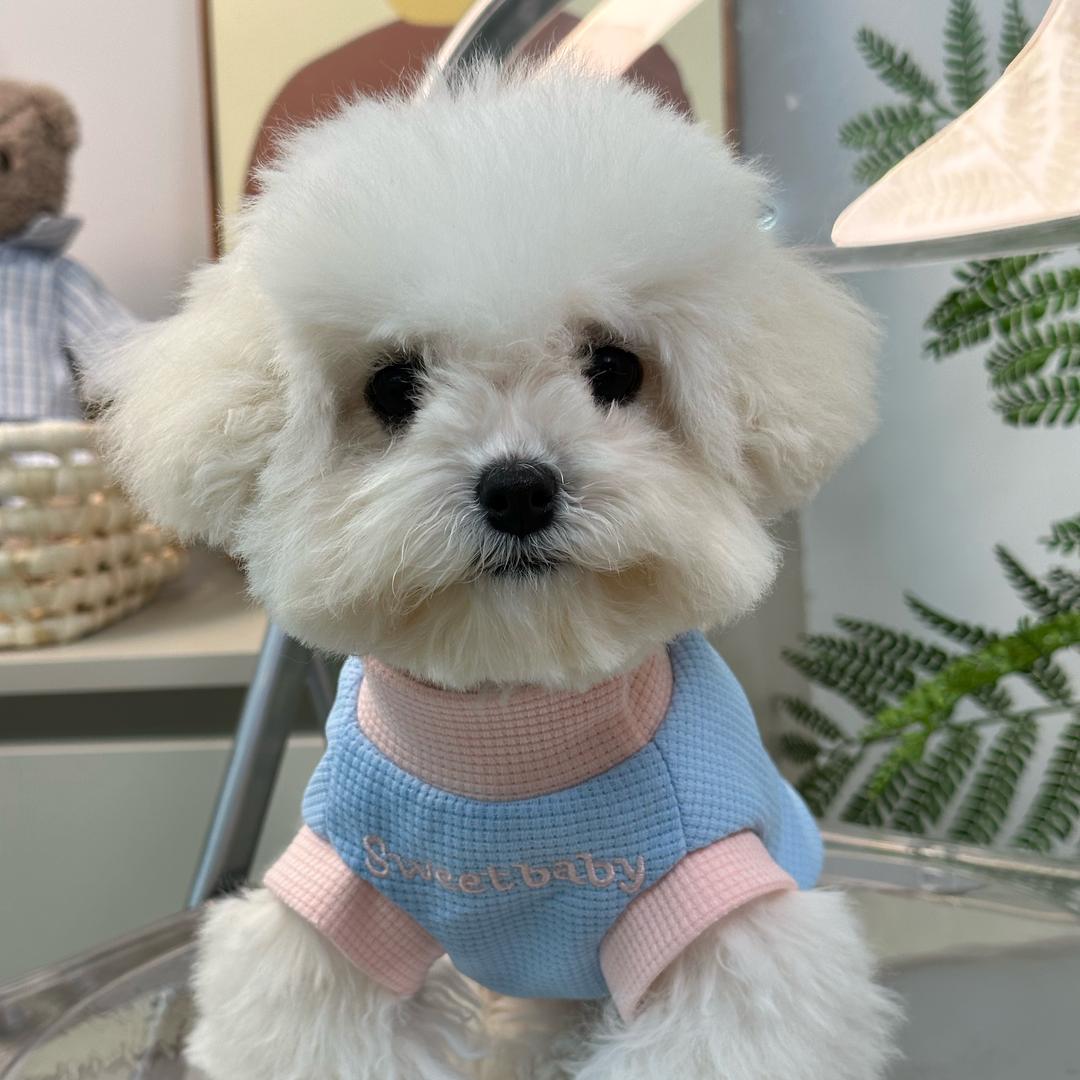 好好是只小比熊