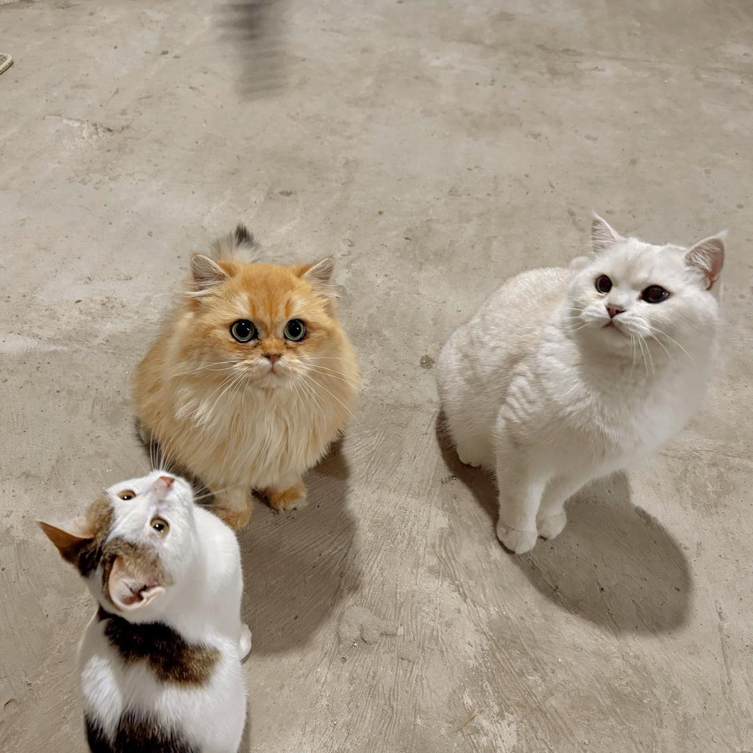 我的猫咪叫七月