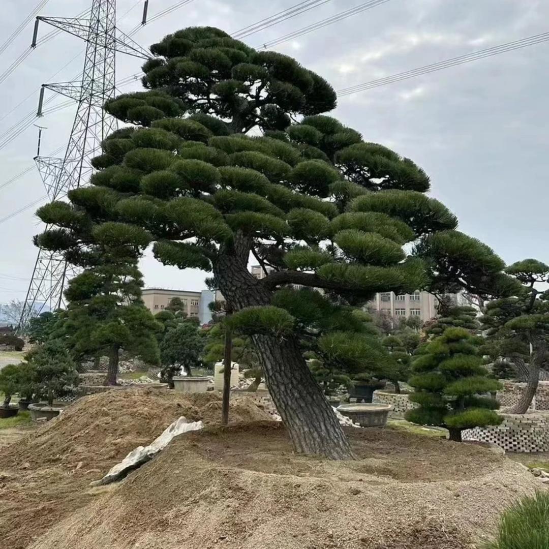 聚松堂