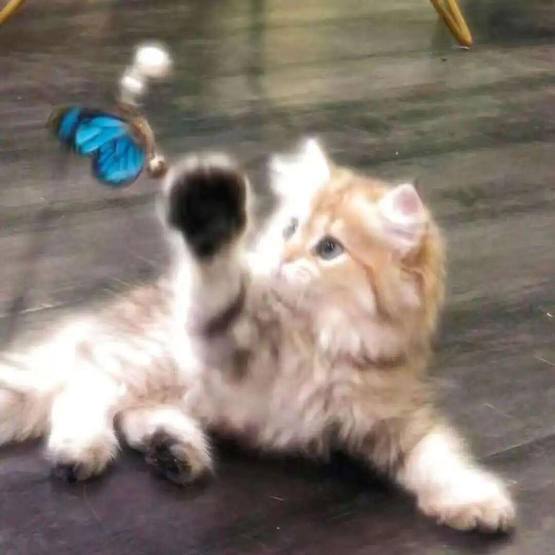 小鹿今天也要开心♡