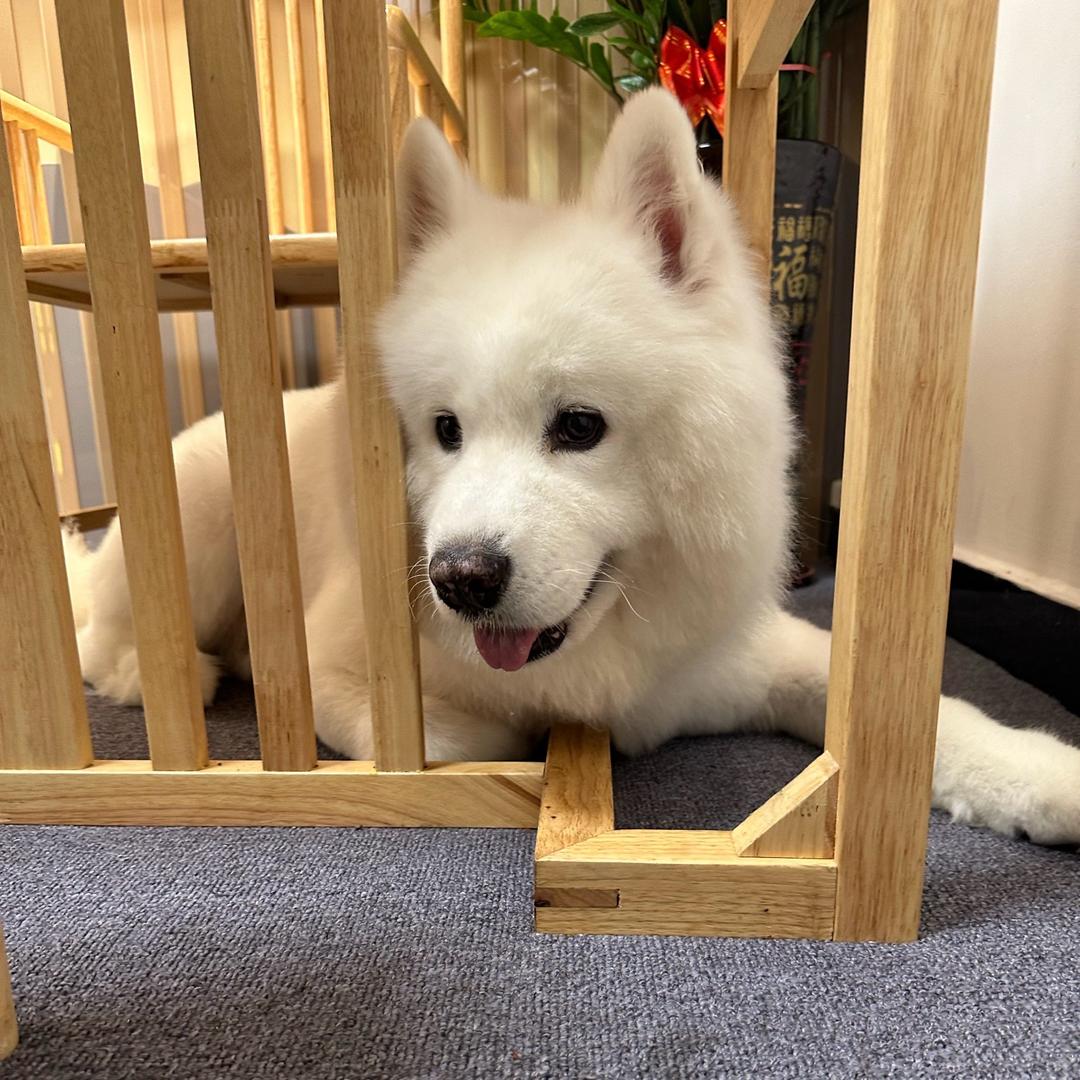 🍒大头妹妹