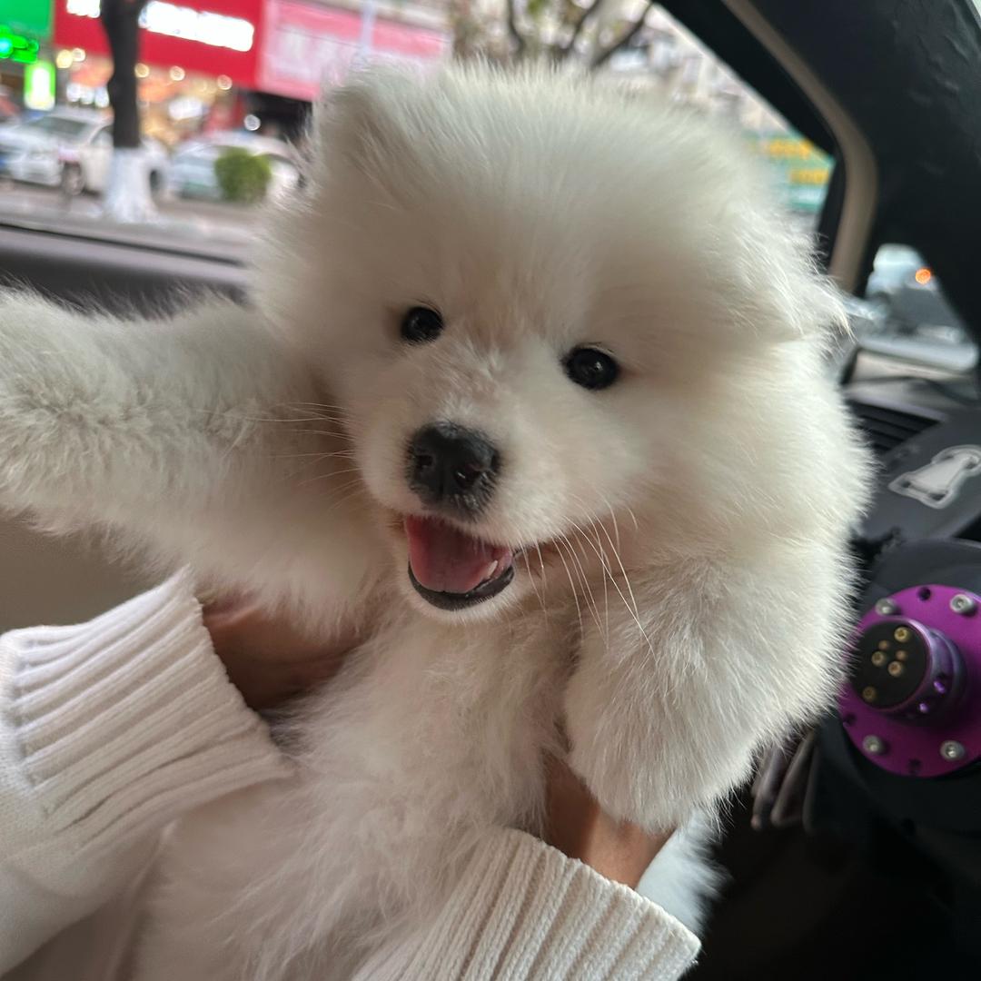 Maple.