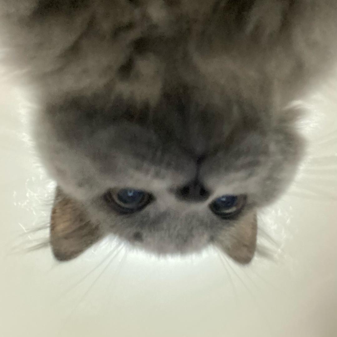 小十一.