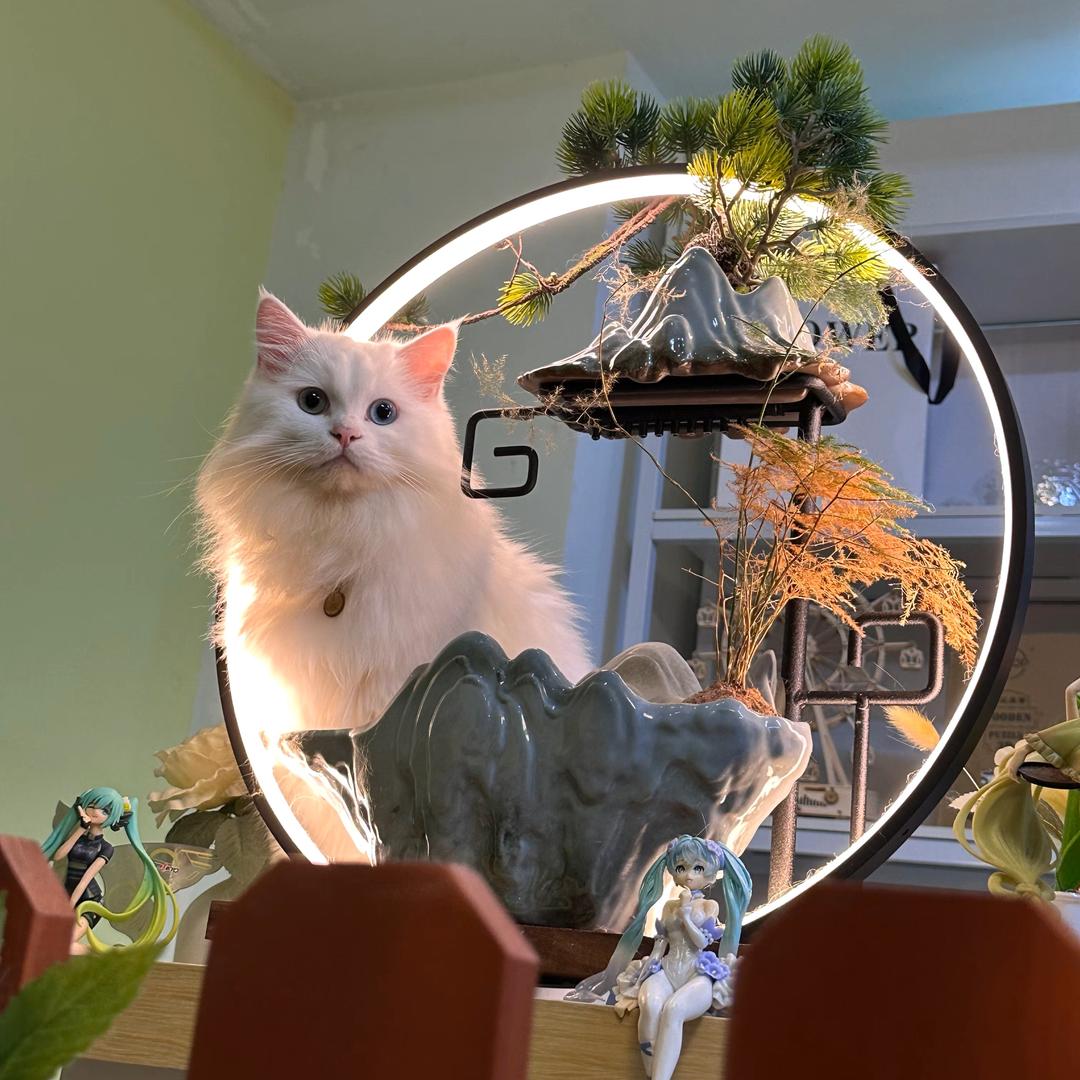 cc森柠·猫咖DiY体验馆