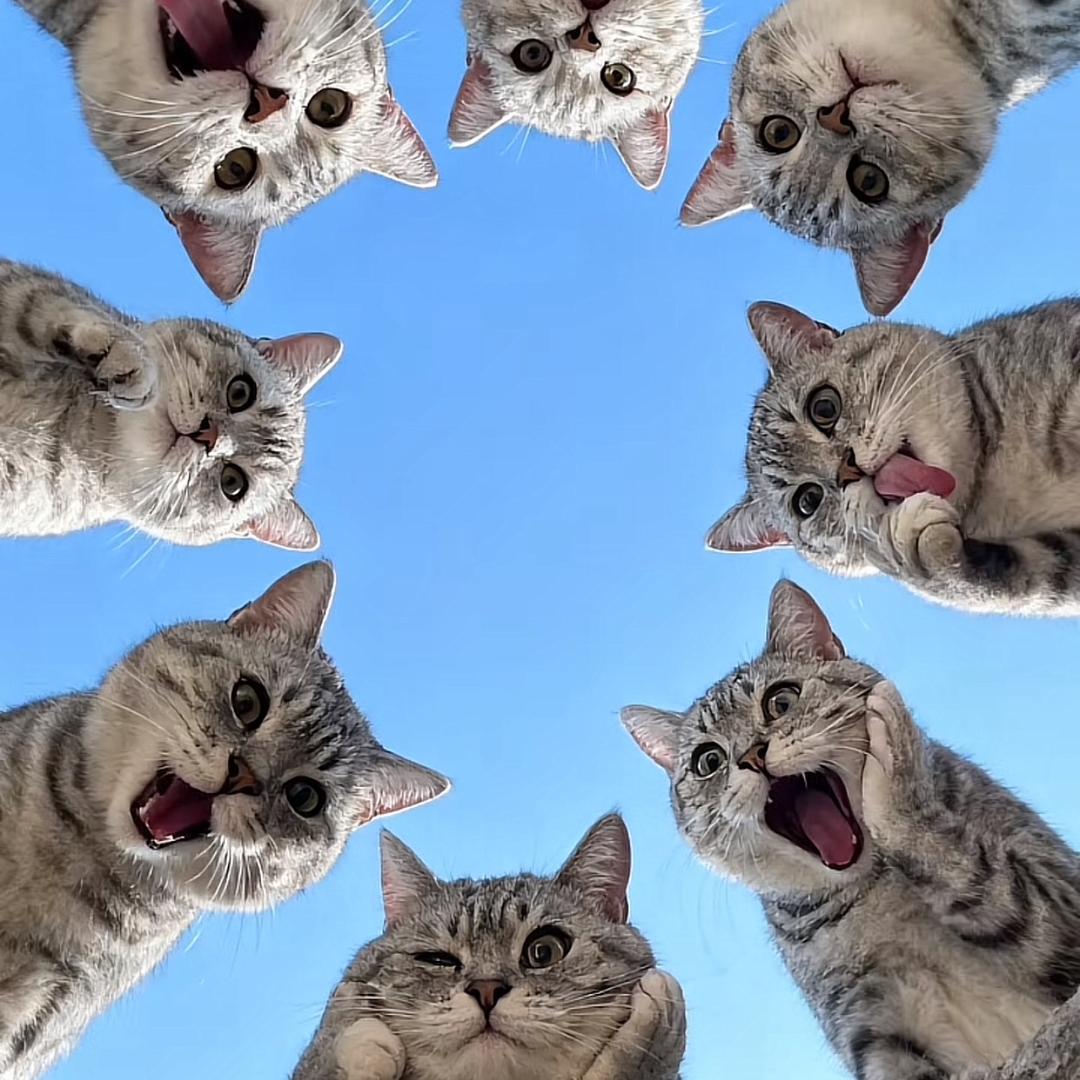 蜂蜜柚子