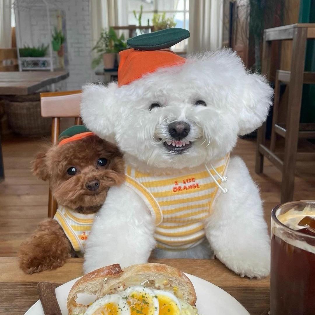 韩韩家宠物犬舍