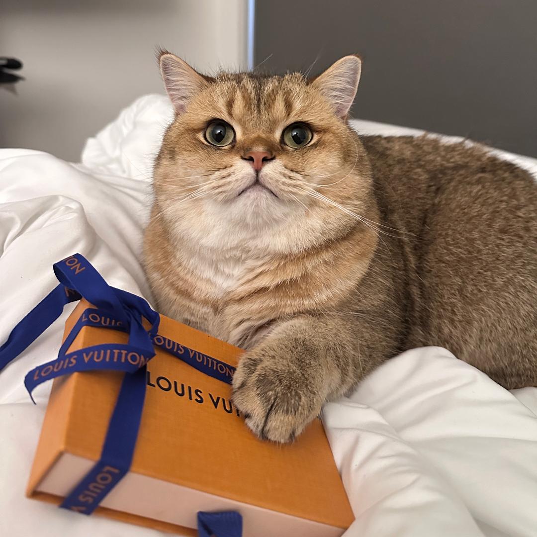 Dov-