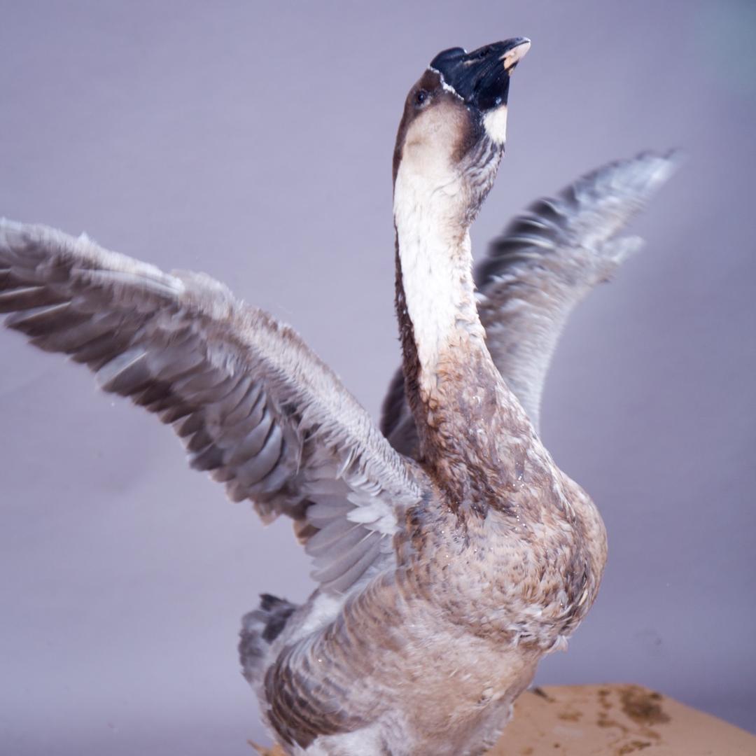 鹅掌盟大种黑狮