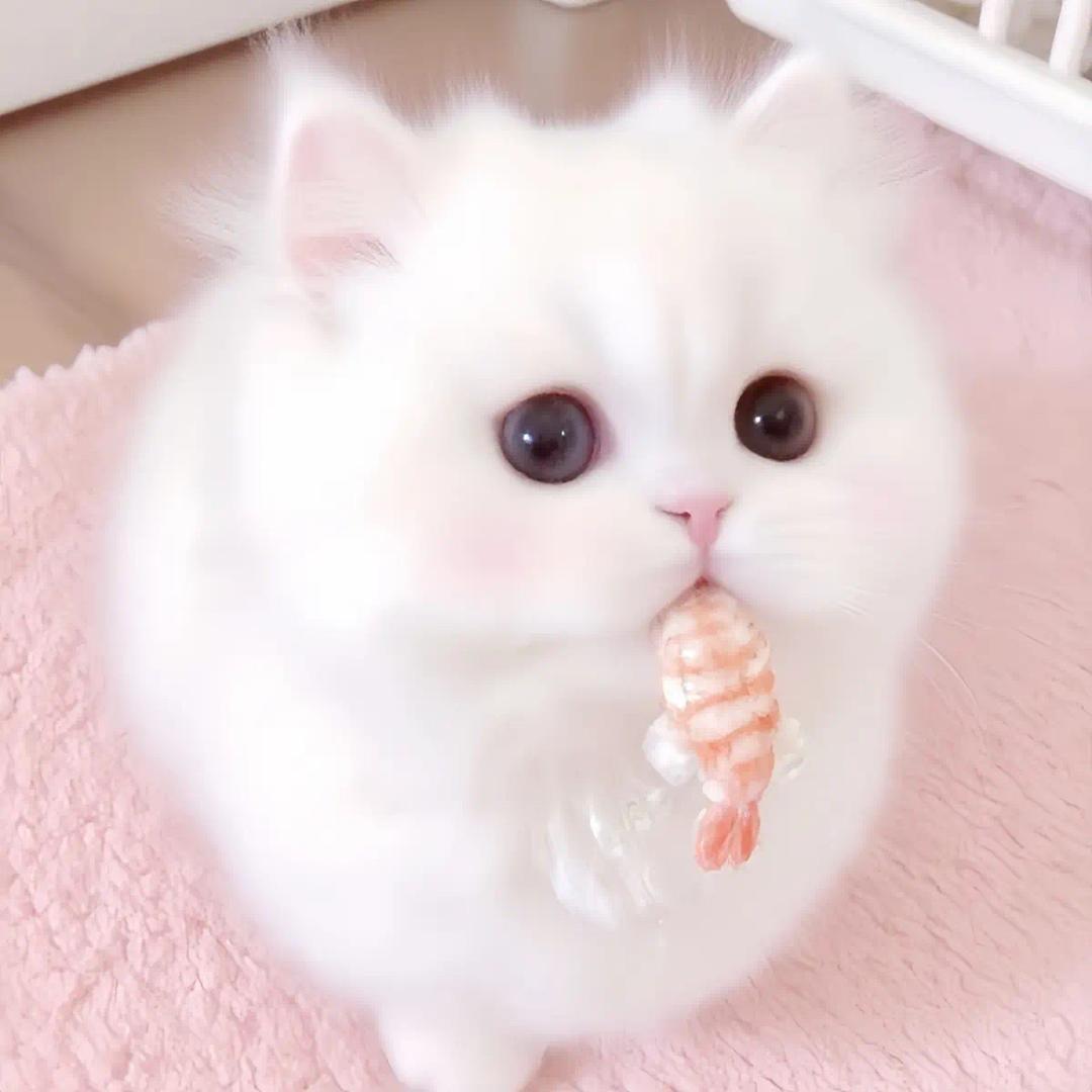 宝宝芝