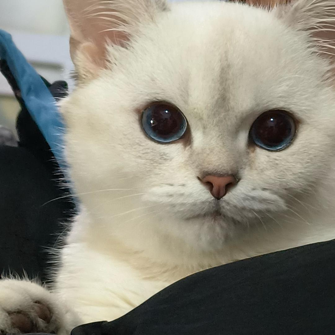 屁屁的碳水日记