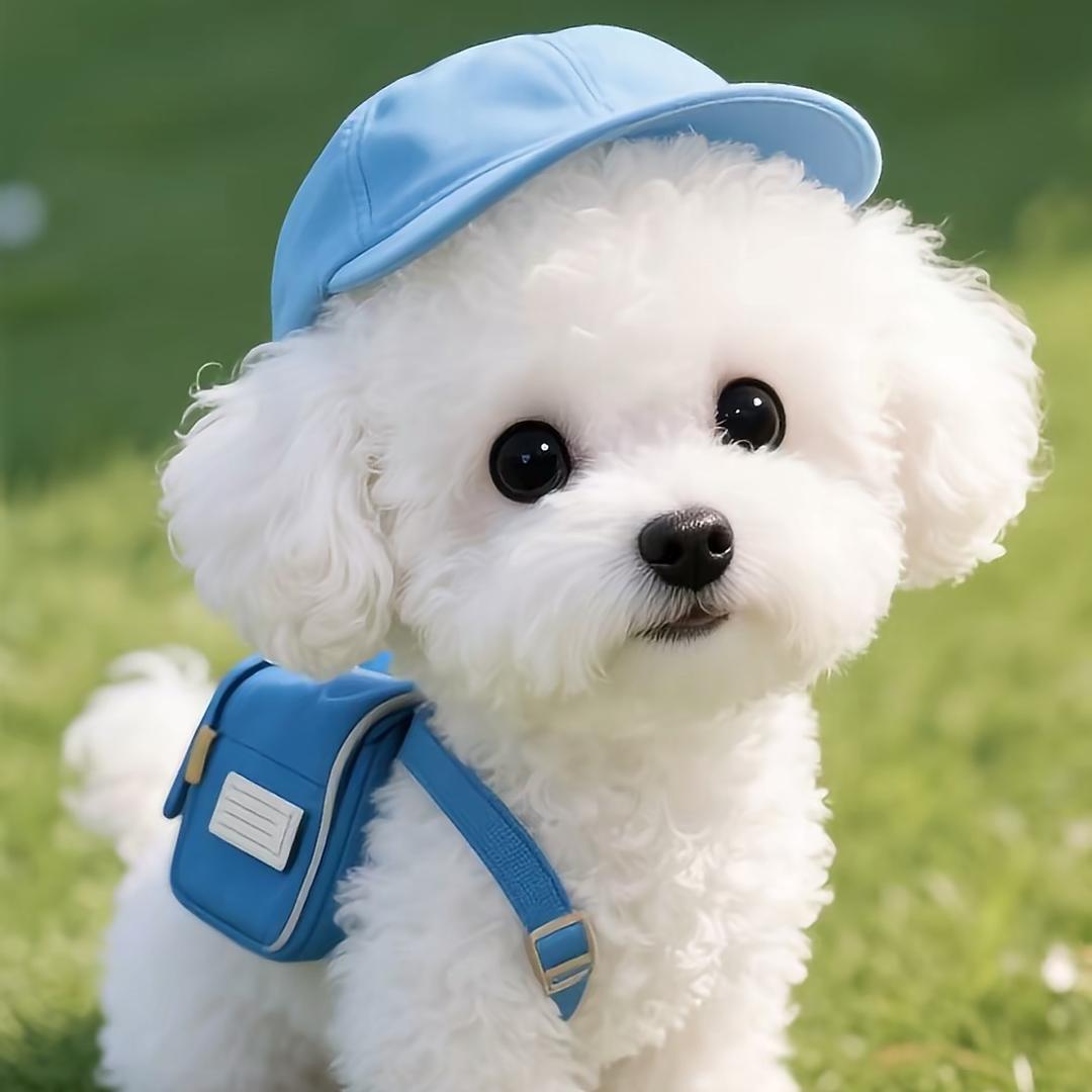 李礼家小狗（直播号）