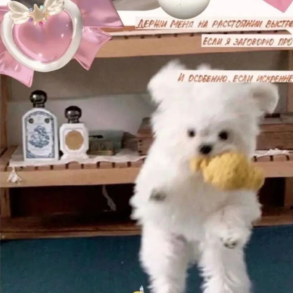 咩咩咩🐑