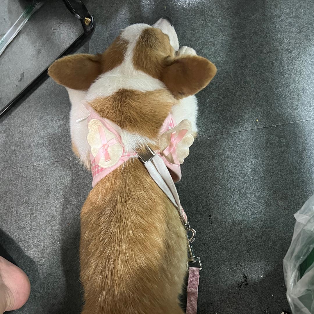大帅哦