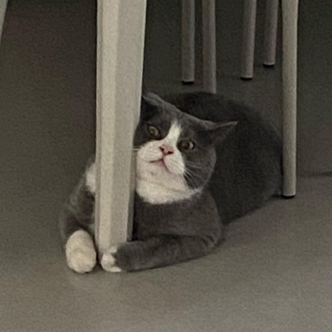 猫也不知道