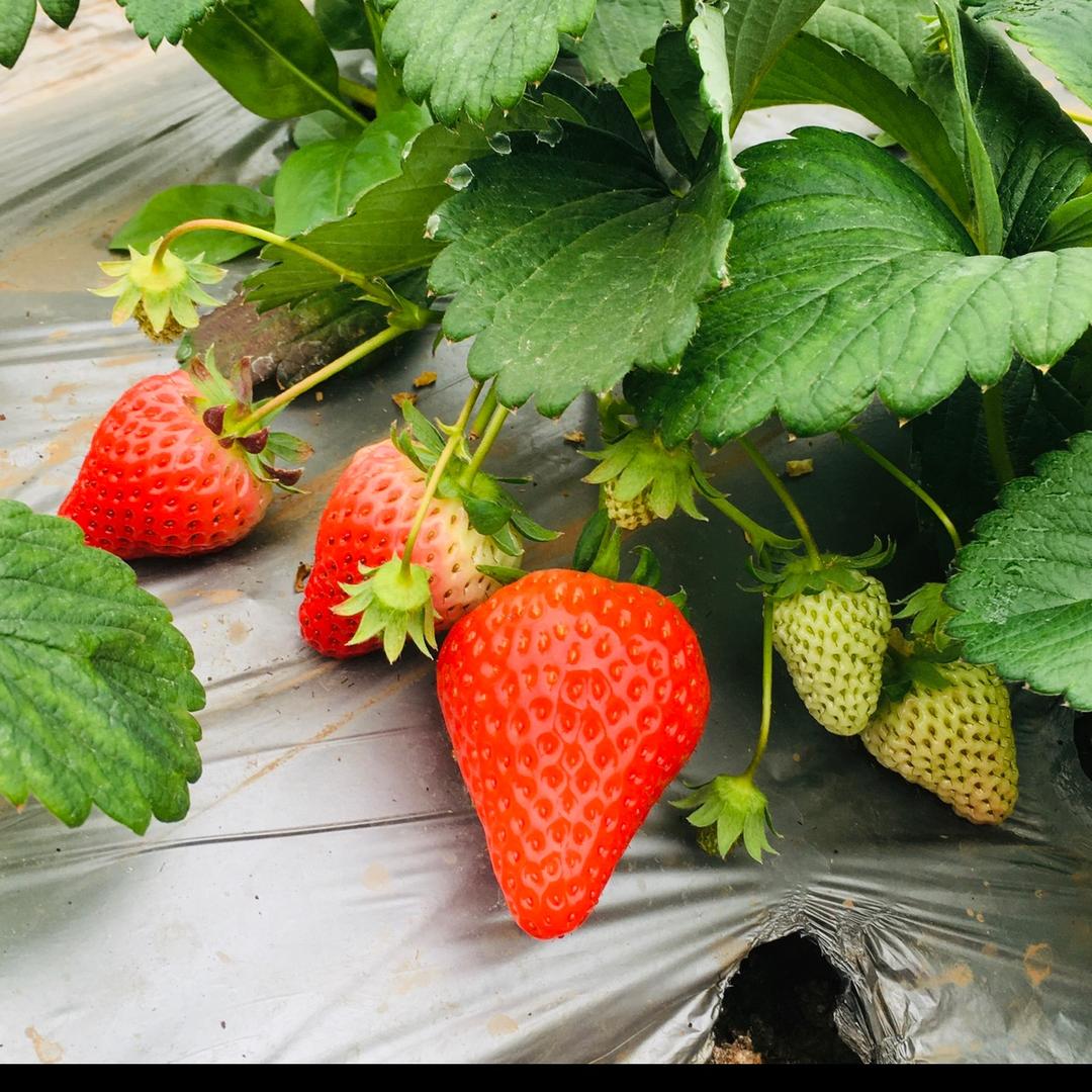 🍓