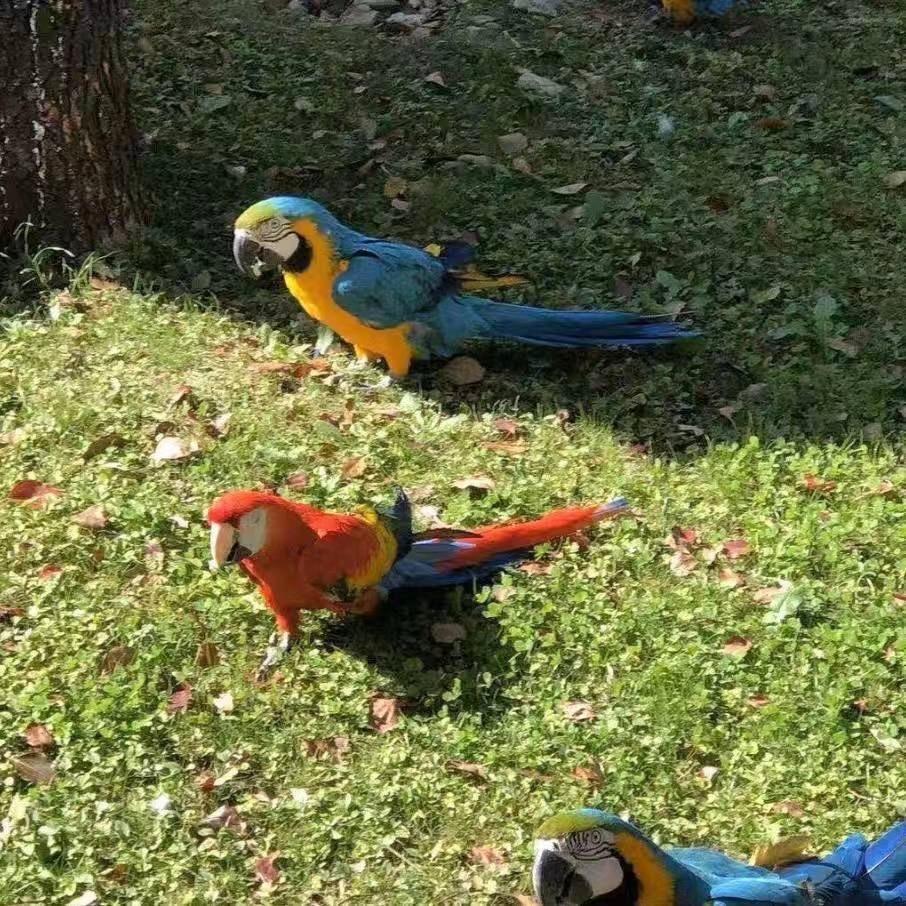 张梓勋张梓沫奶奶