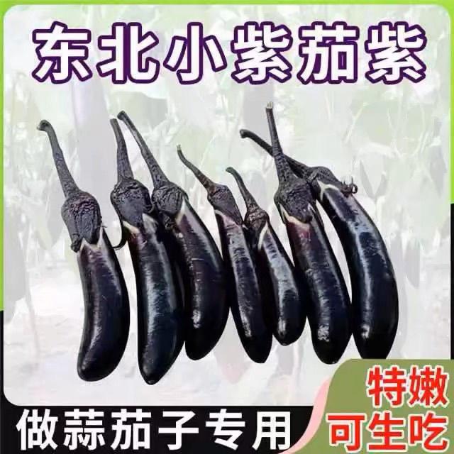 东北朋友的菜园子