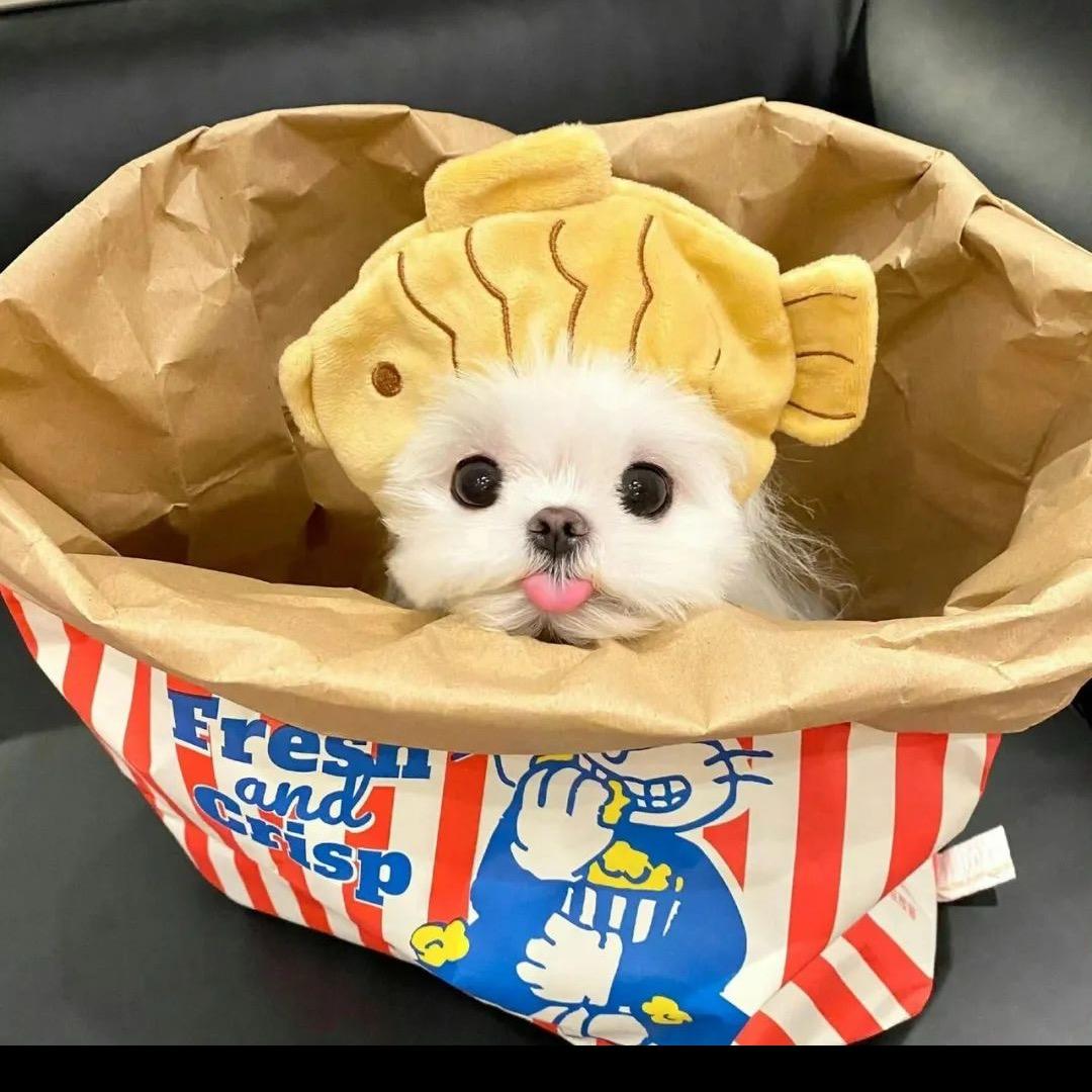 椰子泡泡水