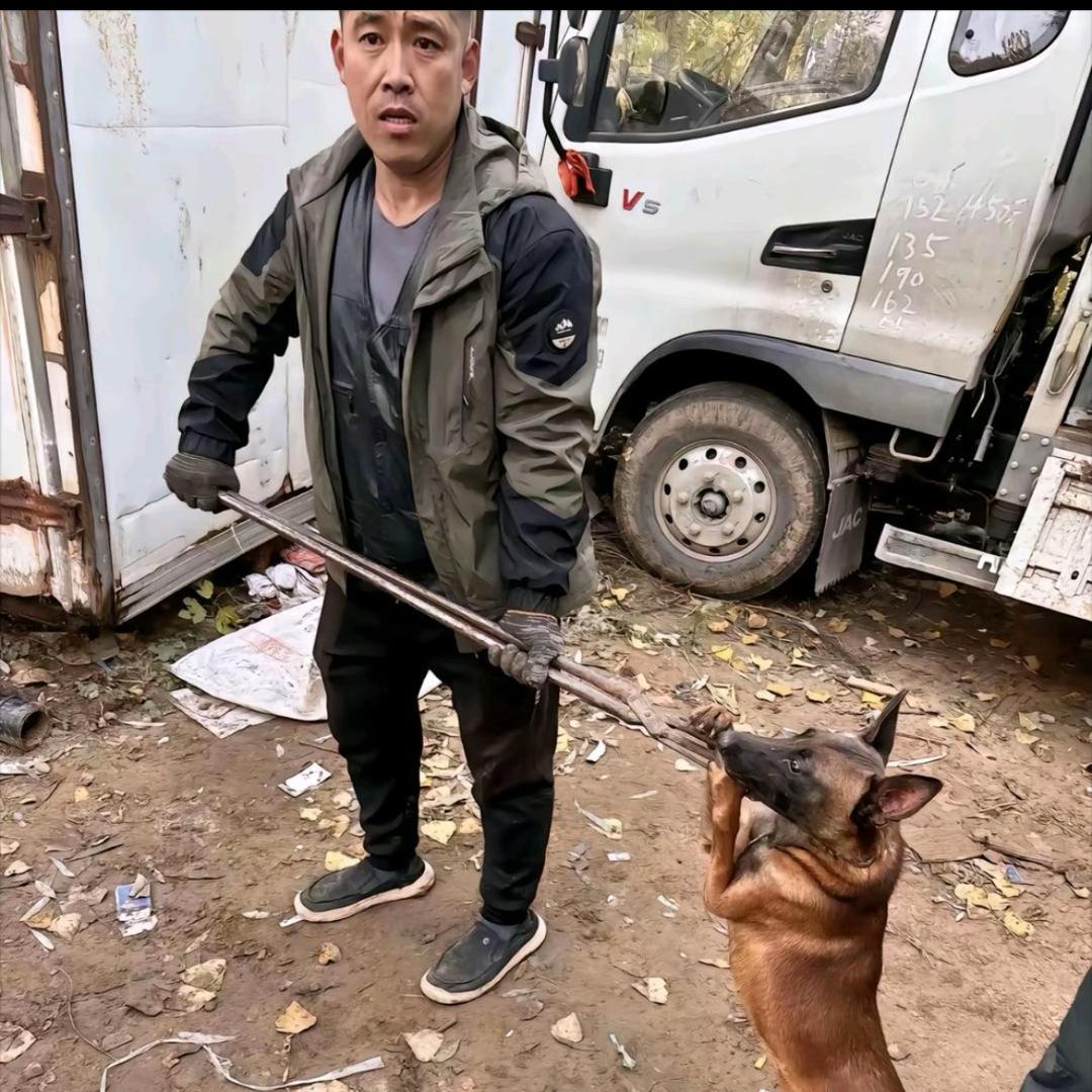 AAAA—山东套狗王（全山东可套）