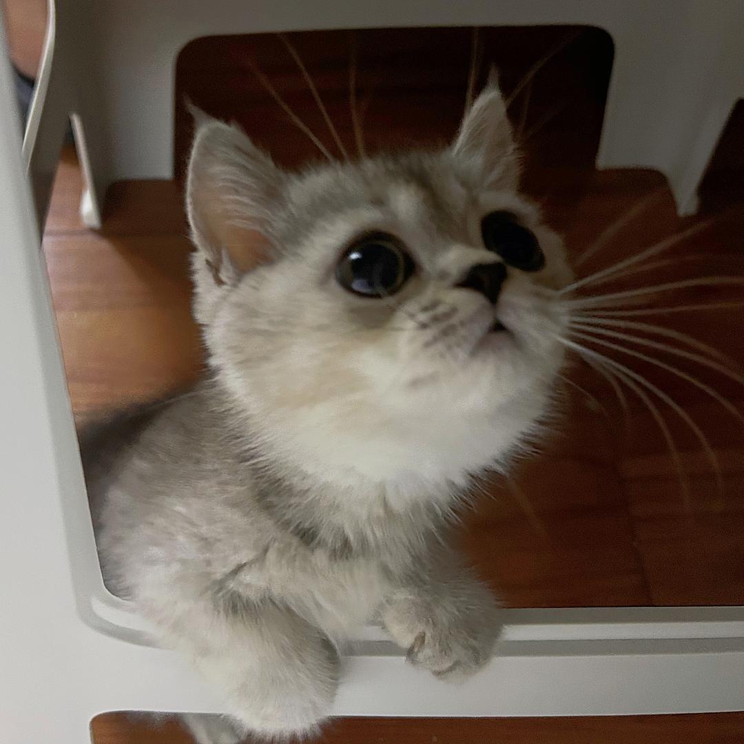 多多是个小短腿